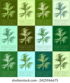 Set of vector drawings of PAEONIA ALTAICA in different colors. Hand drawn illustration. Latin name PAEONIA ANOMALA L.
