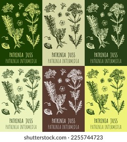 Set of vector drawings PATRINIA  in different colors. Hand drawn illustration. Latin name Patrinia JUSS..
