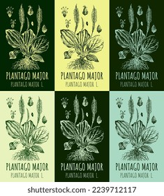Set von Vektorgrafiken Plantain groß in verschiedenen Farben. Handgezeichnete Illustration. lateinischer Name Plantago major L.
