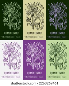 Set of vector drawings QUAKER COMFREY in different colors. Hand drawn illustration. Latin name SYMPHYTUM OFFICINALE L.
