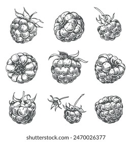 Set of vector drawings of Raspberries. Berries, flowers, leaves. Engraving style illustration. Farm harvest isolated on white background. Great for label, poster, print, logo. Vector.