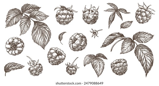 Set of vector drawings of Raspberries. Berries, flowers, leaves. Engraving style illustration. Farm harvest isolated on white background. Great for label, poster, print, logo. Vector.