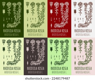 Conjunto de dibujos vectoriales Rosea de Rhodiola en diferentes colores. Ilustración dibujada a mano. Nombre latino RHODIOLA ROSEA L.

