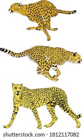 set of vector drawings of running cheetahs in different poses, hand-drawn sketches, logos