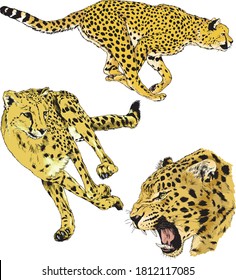 set of vector drawings of running cheetahs in different poses, hand-drawn sketches, logos