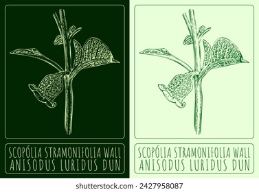 Set of vector drawings of SCOPOLIA STRAMONIFOLIA WALL in different colors. Hand drawn illustration. Latin name ANISODUS LURIDUS DUN.
 svg