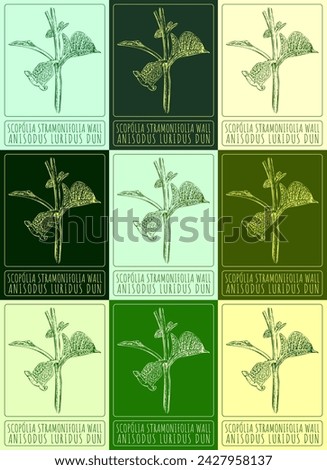 Set of vector drawings of SCOPOLIA STRAMONIFOLIA WALL in different colors. Hand drawn illustration. Latin name ANISODUS LURIDUS DUN.
