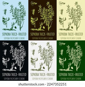 Set of vector drawings Sophora thick-fruited in different colors. Hand drawn illustration. Latin name SOPHORA PACHYCARPA.
