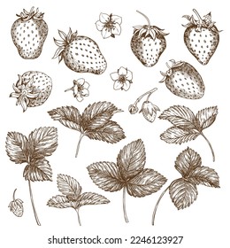 Set of vector drawings of strawberries. Berries, flowers, leaves. Engraving style illustration. Farm harvest isolated on white background. Great for label, poster, print, logo. Vector.