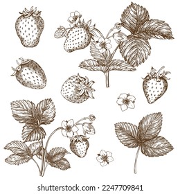 Set of vector drawings of strawberries. Berries, flowers, leaves. Engraving style illustration. Farm harvest isolated on white background. Great for label, poster, print, logo. Vector.