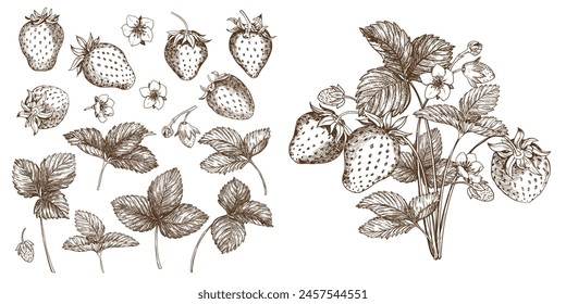 Set of vector drawings of strawberries. Berries, flowers, leaves. Engraving style illustration. Farm harvest isolated on white background. Great for label, poster, print, logo. Vector.