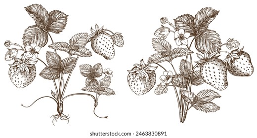 Set of vector drawings of strawberries. Berries, flowers, leaves. Engraving style illustration. Farm harvest isolated on white background. Great for label, poster, print, logo. Vector.