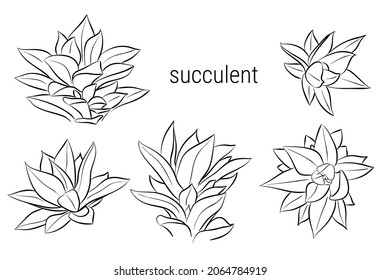 Set of vector drawings of succulents