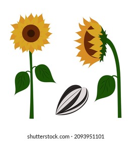 A set of vector drawings of sunflower flowers and sunflower seeds. Isolated on a white background.