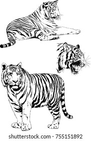 set of vector drawings of tigers