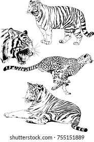 set of vector drawings of tigers and cheetah