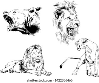 set of vector drawings of various animals, predators and herbivores, hand-drawn sketches, tattoos