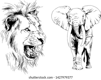 set of vector drawings of various animals, predators and herbivores, hand-drawn sketches, tattoos