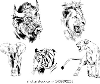 set of vector drawings of various animals, predators and herbivores, hand-drawn sketches, tattoos