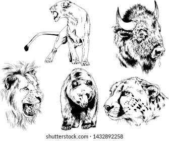 set of vector drawings of various animals, predators and herbivores, hand-drawn sketches, tattoos