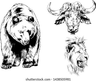 set of vector drawings of various animals, predators and herbivores, hand-drawn sketches, tattoos