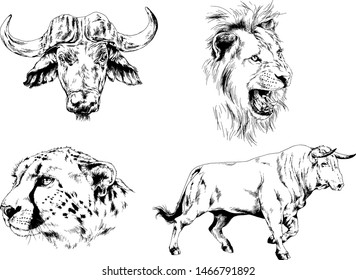 set of vector drawings of various animals, predators and herbivores, hand-drawn sketches, tattoos