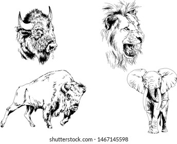 set of vector drawings of various animals, predators and herbivores, hand-drawn sketches, tattoos