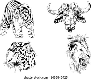 set of vector drawings of various animals, predators and herbivores, hand drawn ink tattoos