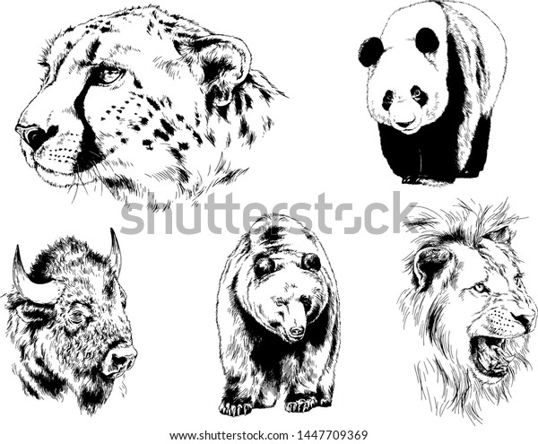 predators animals drawing