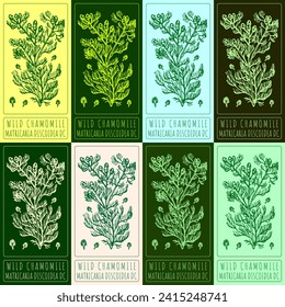 Set of vector drawings of WILD CHAMOMILE in different colors. Hand drawn illustration. Latin name MATRICARIA DISCOIDEA DC.
