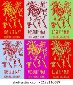 Set of vector drawings of a wild rose, ROSEHIP MAY in various colors. Hand drawn illustration. Latin name ROSA MAJALIS HERRM.
