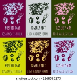 Set of vector drawings of a wild rose, ROSEHIP MAY in various colors. Hand drawn illustration. Latin name ROSA MAJALIS HERRM.
