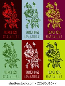 Set of vector drawings of a wild rose, FRENCH ROSE in various colors. Hand drawn illustration. Latin name ROSA GALLICA L.
