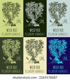 Set of vector drawings WILD RUE in different colors. Hand drawn illustration. Latin name PEGANUM HARMALA L.
