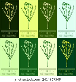 Set of vector drawings of YELLOW IRIS  in different colors. Hand drawn illustration. Latin name IRIS PSEUDACORUS L.
