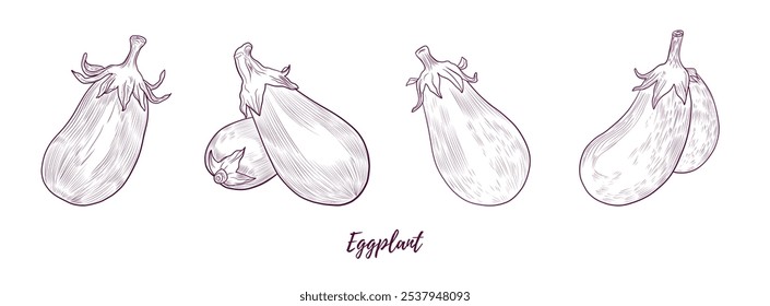 Conjunto de ilustración de arte de línea de berenjenas de Vector, arte de línea gráfica. Calabaza de guinea berenjena. Ilustración botánica de línea elegante. Ideal para cualquier diseño, textil