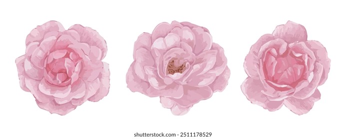 Set von Vektor elegante rosa Rosen
