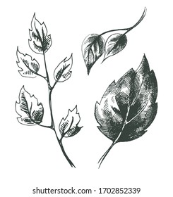 Set of vector elements with fresh leaves of birch and roses. Imitation of hatching with a pen or ink drawing. Graphic styling. Artwork for the design of packaging for medicines and cosmetics, textiles