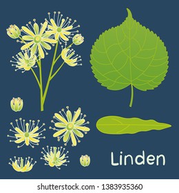 Set of vector elements of linden plant. Leaves, flowers and buds of linden.