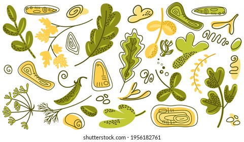 Set of vector elements with natural motives. Abstract plants, leaves and herbs. Geometric spots for web design, social media templates and postcards.