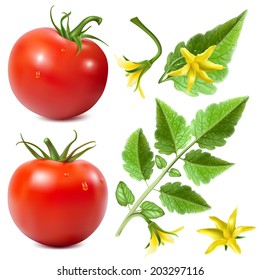 Set of vector elements for your design. Red ripe tomatoes with water drops,tomato leaves and tomato blossoms. Vector illustration.