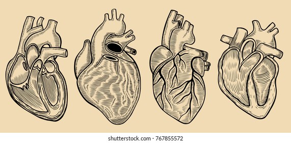 Set of vector engraving heart. Vector hand drawn Isolated on beige