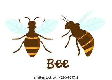 Satz von Vektorgrafikgrafik von Honigbienen auf weißem Hintergrund, handgezeichnet