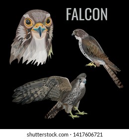 Set of vector falcons. Realistic image isolated on black background.