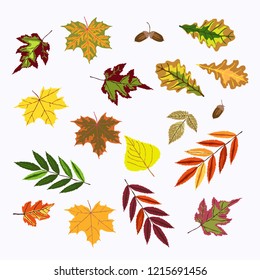 Set of vector fall rowan, viburnum, oak, betula green, orange, red leaves and acornes isolated on the white background. Halloween, Thanksgiving, autumn symbol.