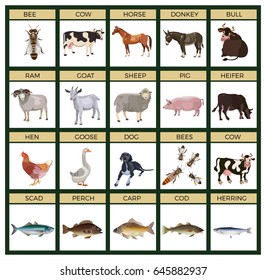 Set of vector farm animals on the white background