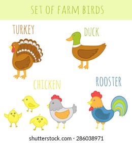 Set of vector farm birds with names. Illustration of chicken, rooster, turkey, duck. Flat colors 