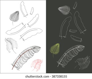 Set Of Vector Feathers