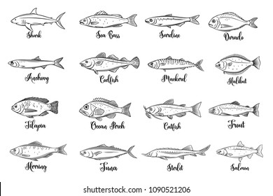 Set vector fish. Hand drawn seafood with bream, mackerel, tunny or sterlet, catfish, codfish and halibut. Cartoon icon tilapia, ocean perch, sardine, anchovy, sea bass and dorado. . Retro style