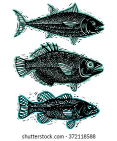 Set of vector fishes, different underwater species. Organic seafood graphic symbols collection, freshwater fishes, sea bass, sea bream and salmon.